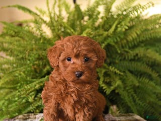 Havapoo dogs Ruby - Ad 34