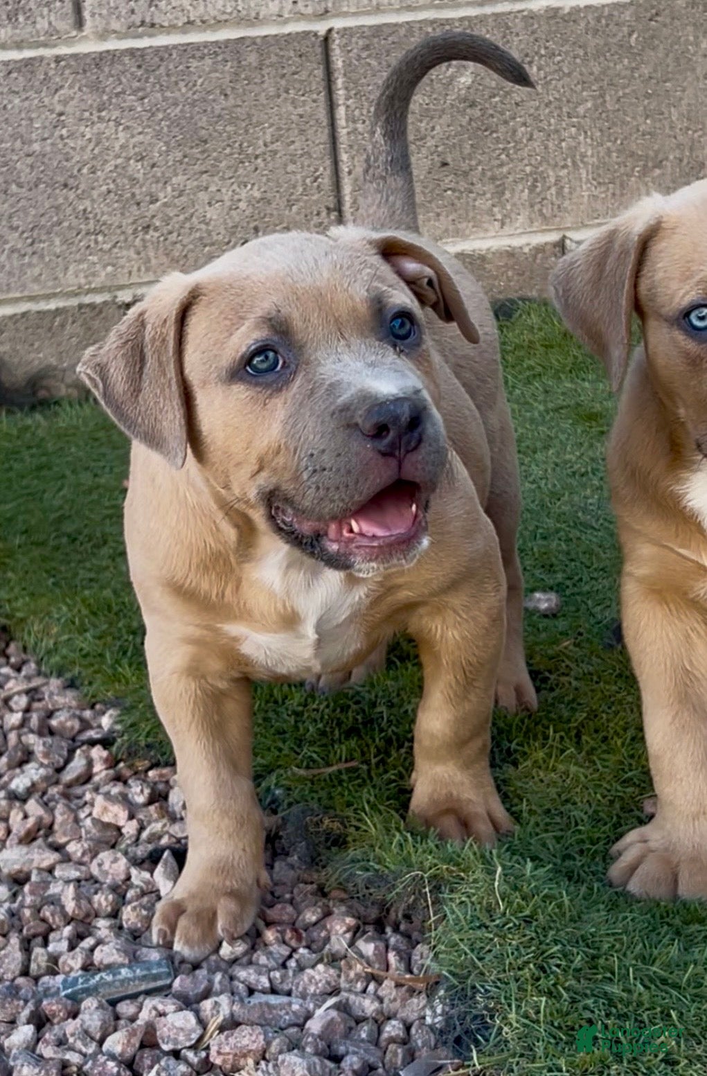 American Bully dogs BISON - Ad 2