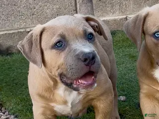 American Bully dogs BISON - Ad 2