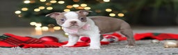 Boston Terrier dogs for sale: Macy - Ad 2