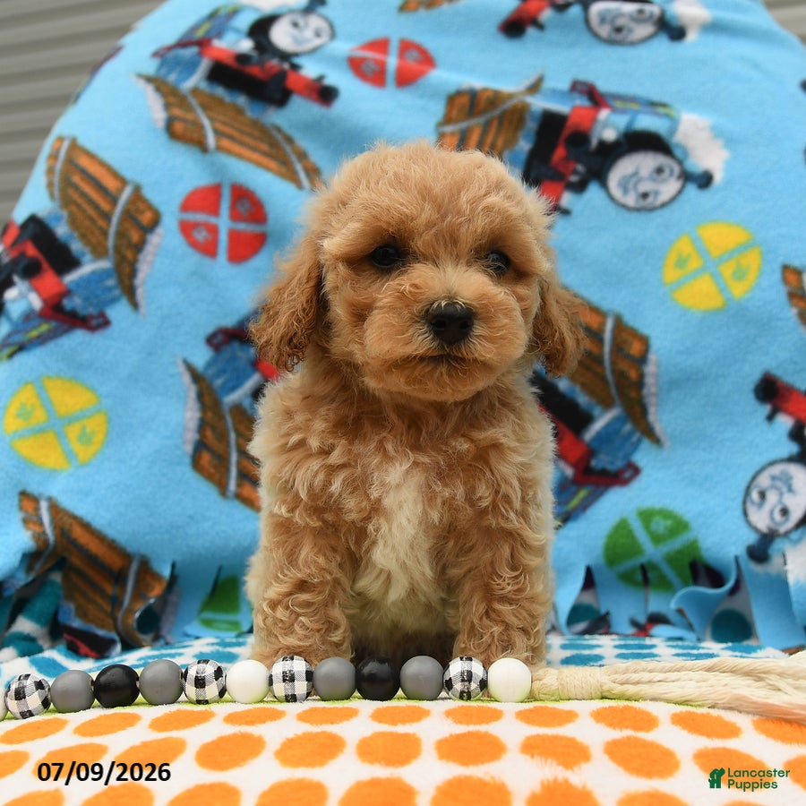 Bichpoo dogs Curly - Ad 1