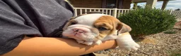 English Bulldog dogs for sale: George - Ad 3