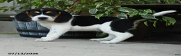 Beagle dogs for sale: Mercury - Ad 4