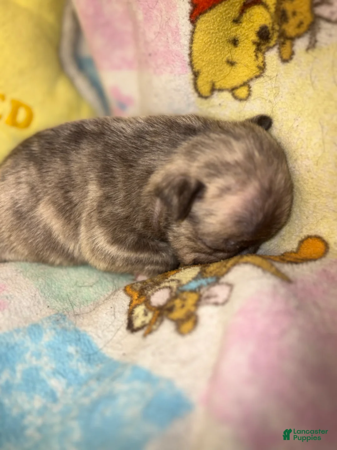 French Bulldog dogs for sale: Larry  - Ad 2