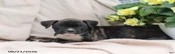 Boxer dogs for sale: Stella - Ad 3
