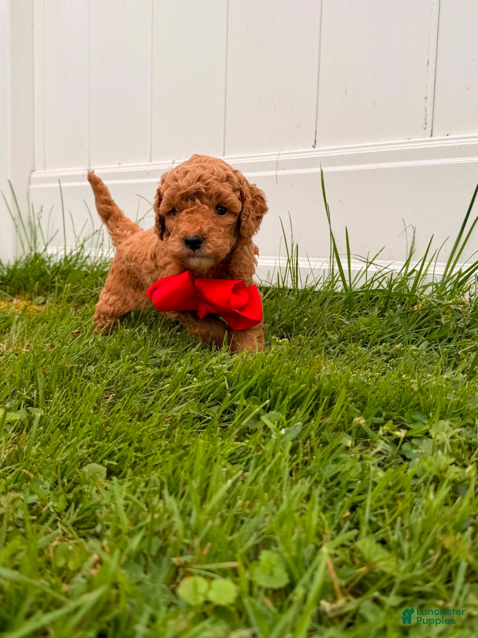 Mini Goldendoodle dogs Rex - Ad 1