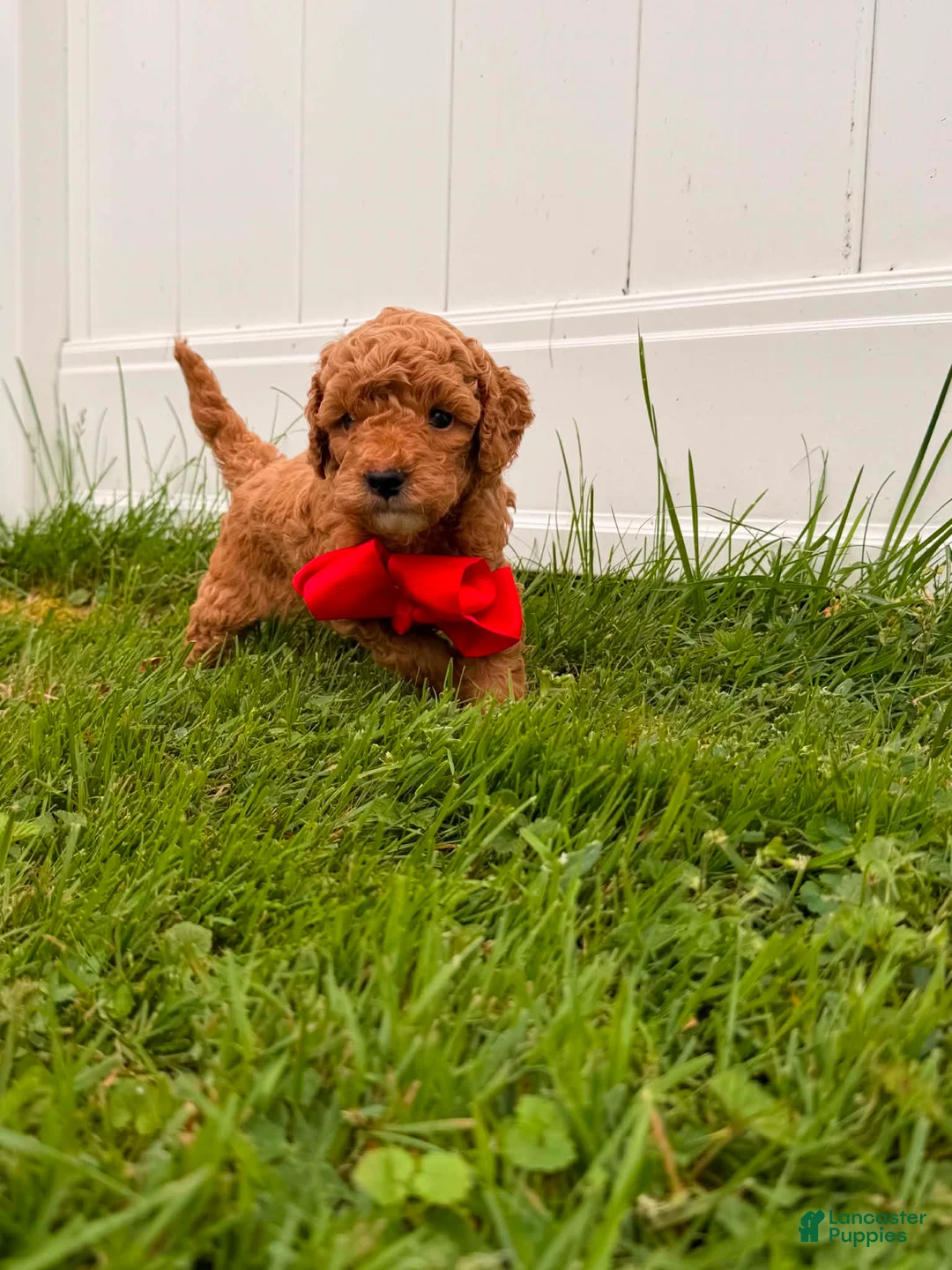 Mini Goldendoodle dogs for sale: Rex - Ad 1