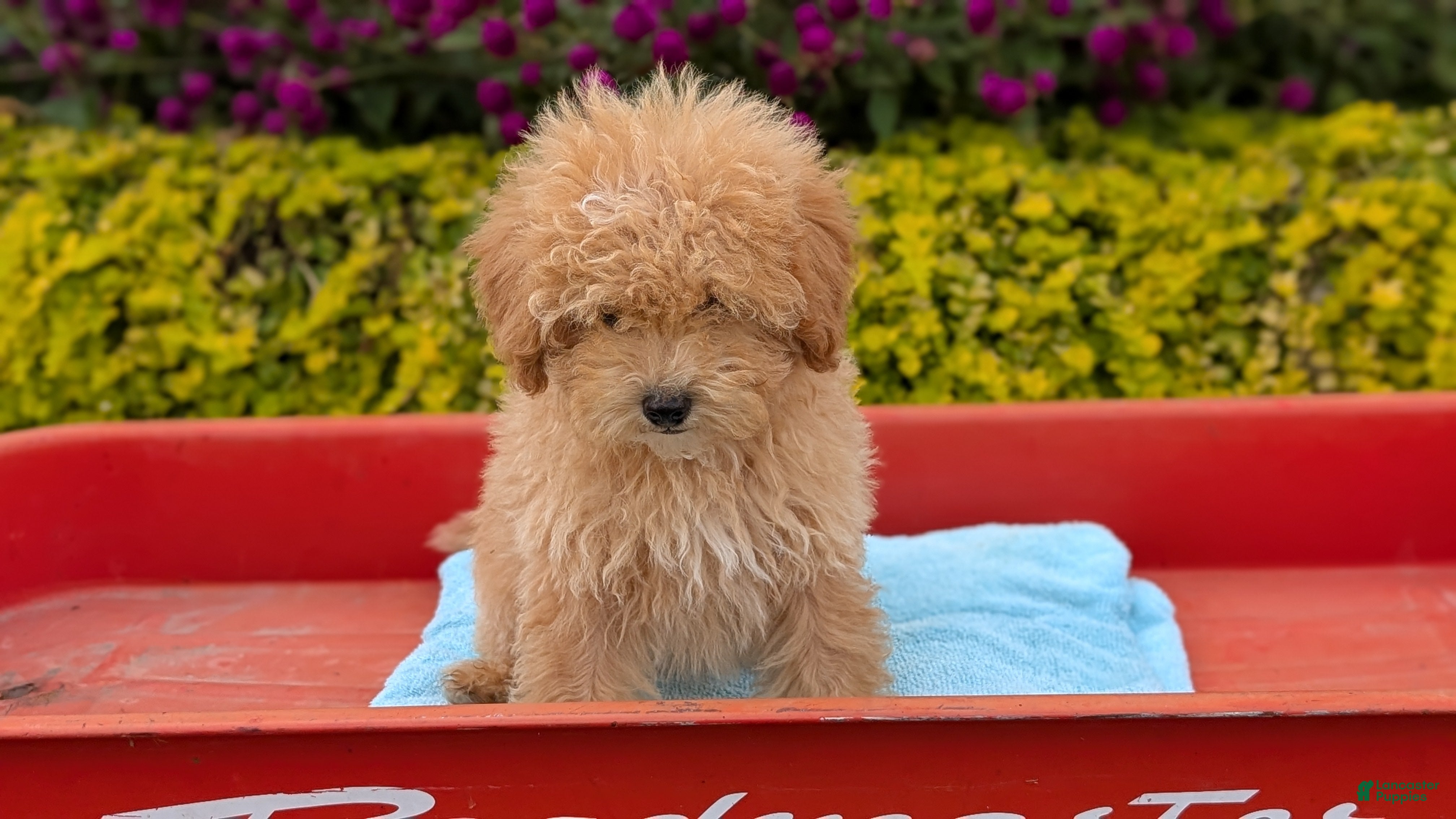 Miniature Poodle dogs Sparky - Ad 2