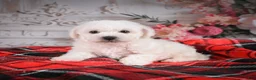 Bichon Frise dogs for sale: AKC-Rolo - Ad 14