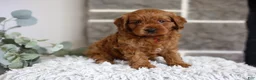 Cavapoo dogs for sale: Solly  - Ad 7