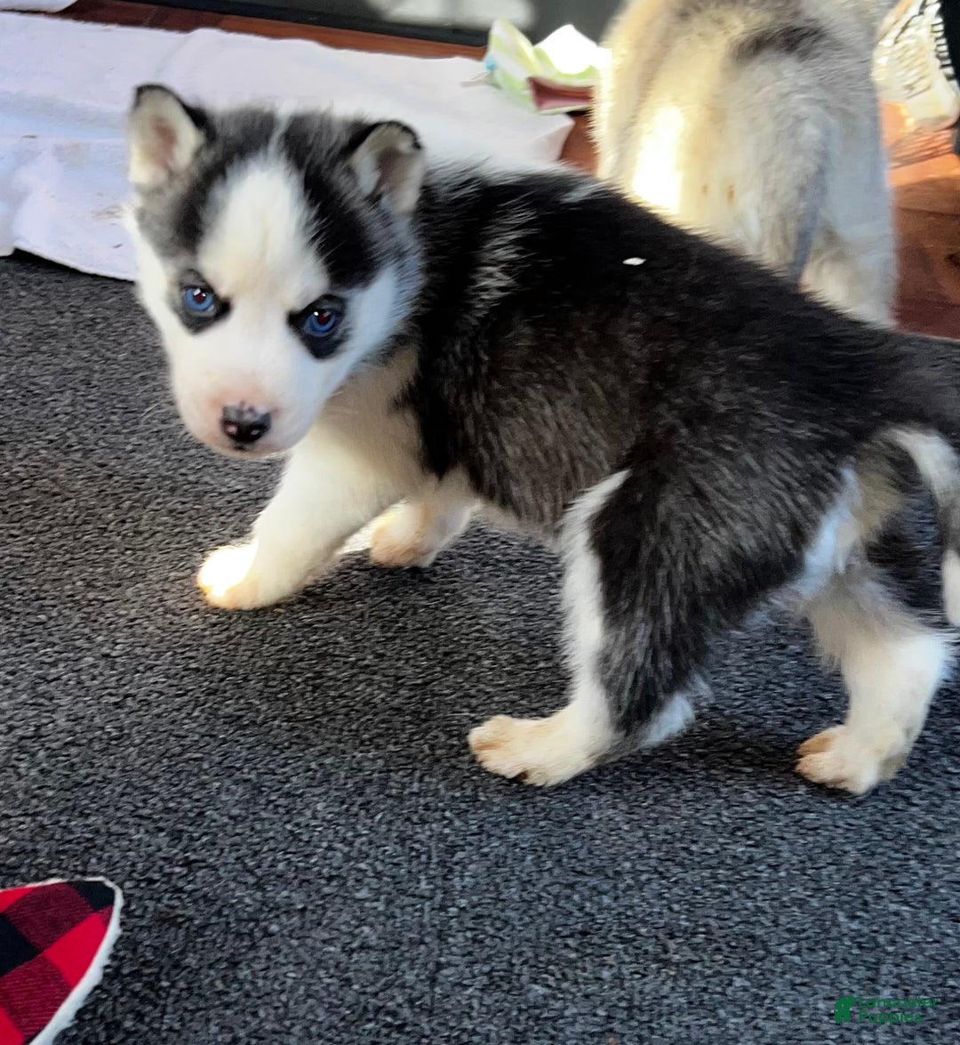 Siberian Husky dogs for sale: Siberian Husky Ash - Ad 3