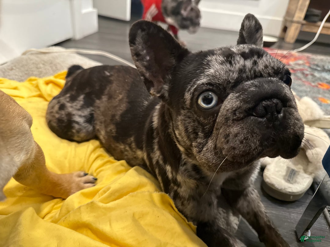 French Bulldog dogs for sale: French Bulldog Puppy 7 - Ad 6