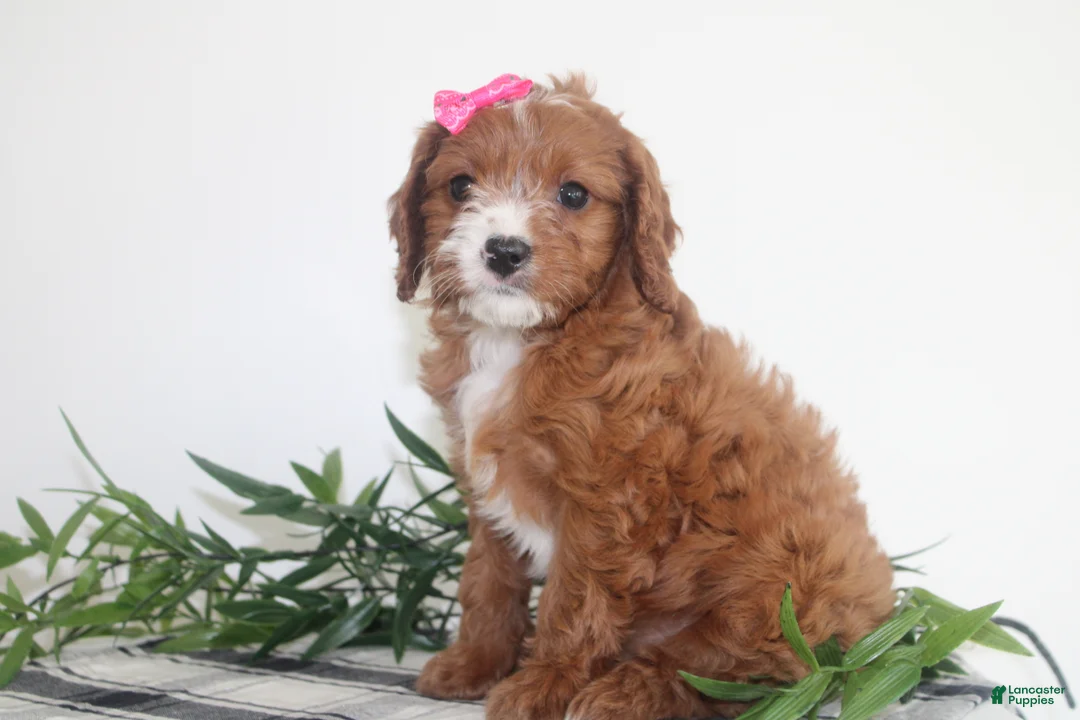 Cavapoo dogs for sale: Kenlie - Ad 3