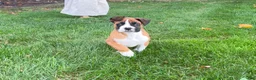 Boxer dogs for sale: Champ - Ad 5