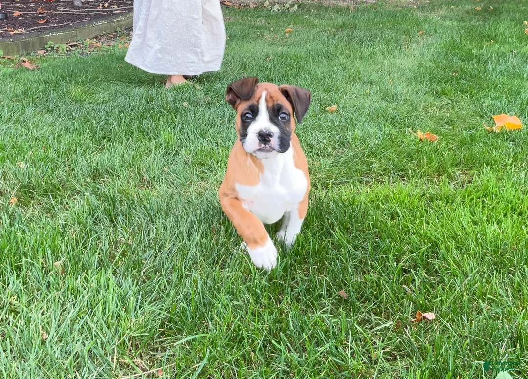 Boxer dogs for sale: Champ - Ad 5