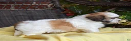 Teddy Bear dogs for sale: Chowder  - Ad 13