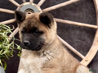 Akita dogs Fletcher - Ad 26