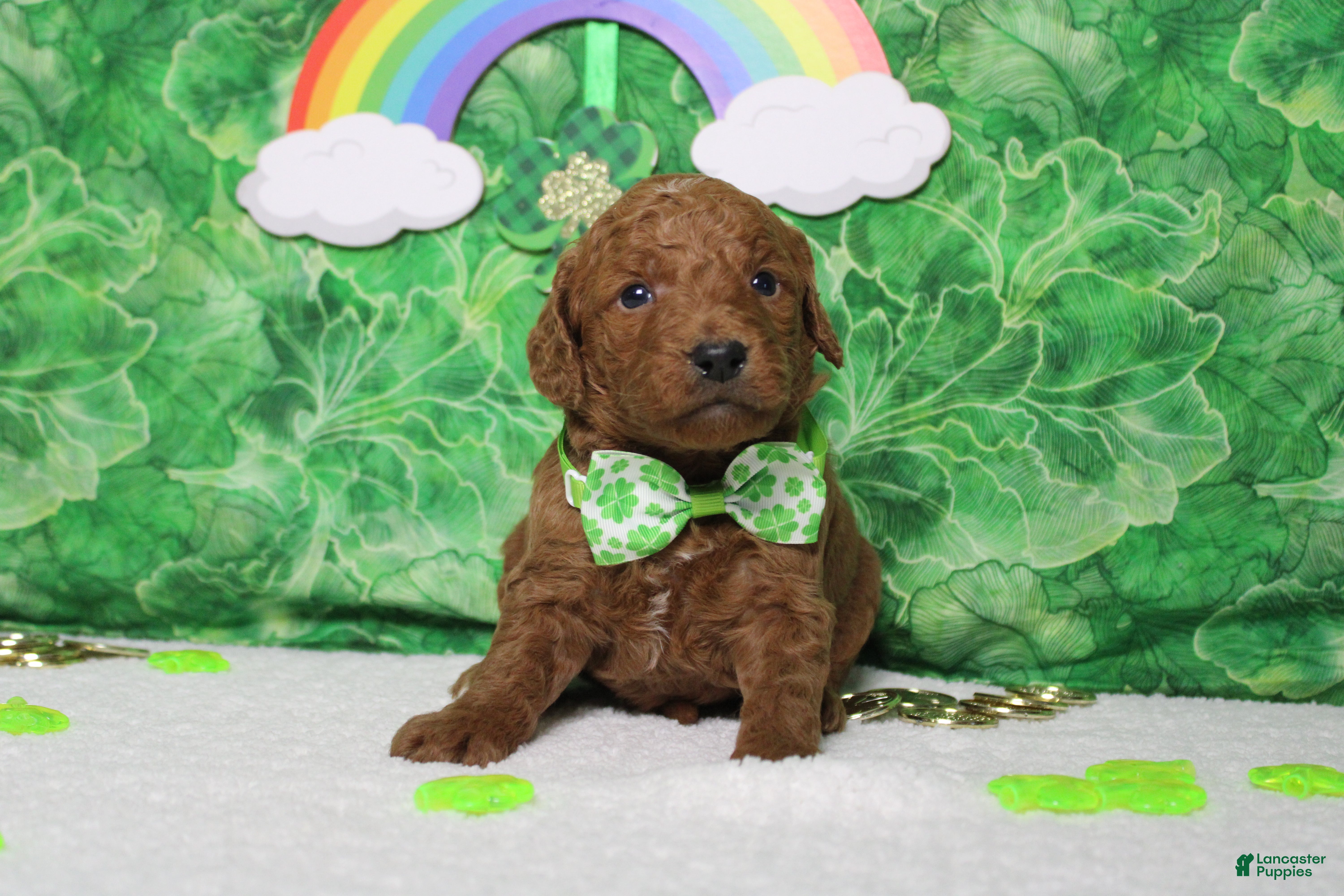 Goldendoodle dogs Sprite  - Ad 6
