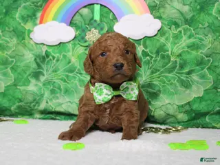 Goldendoodle dogs Sprite - Ad 6