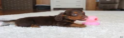 Miniature Dachshund dogs for sale: Olivia - Ad 5