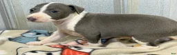 Italian Greyhound dogs for sale: Carmen AKC - Ad 8
