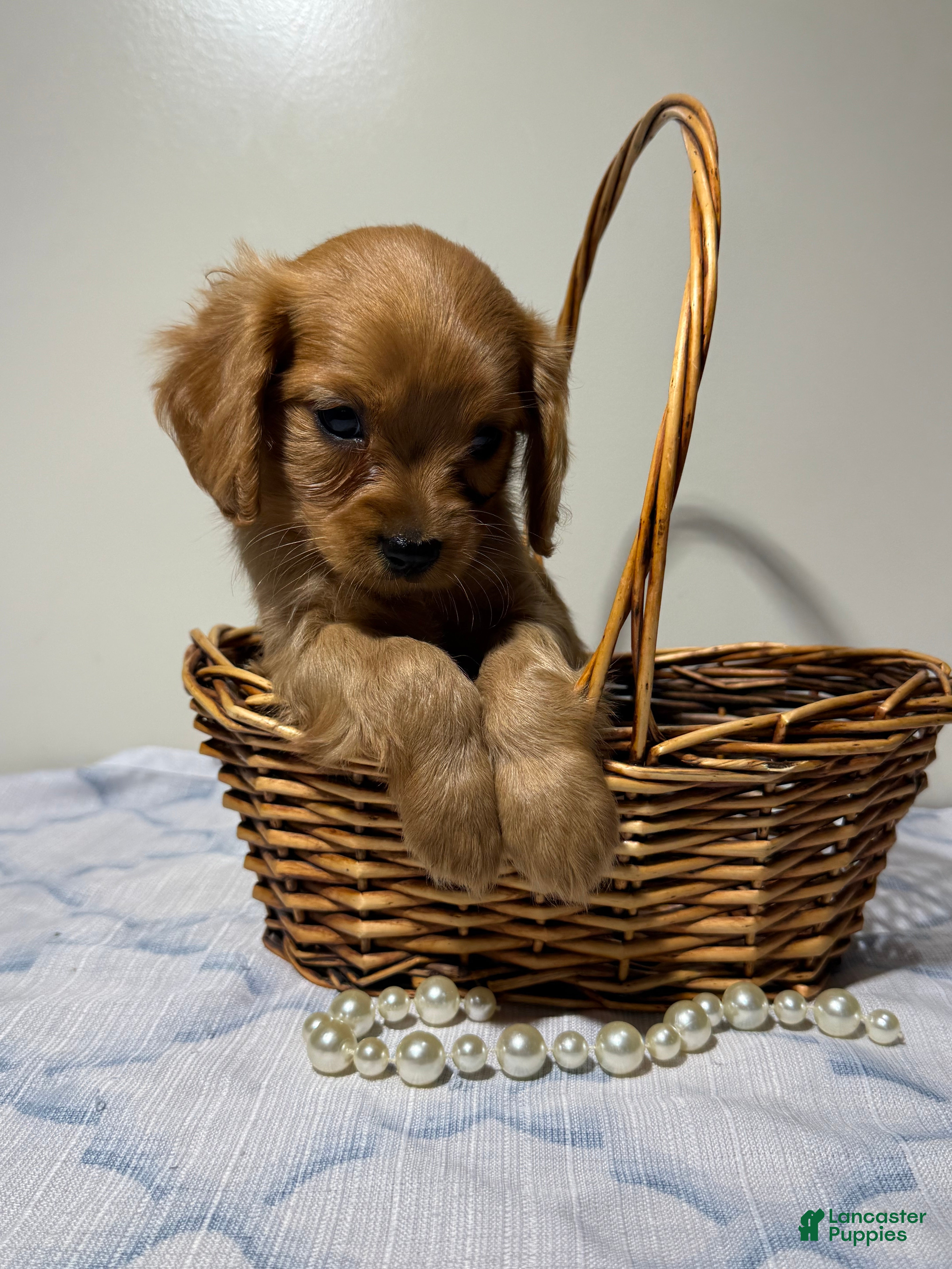 Cavapoo dogs Scott Cavapoo  - Ad 1