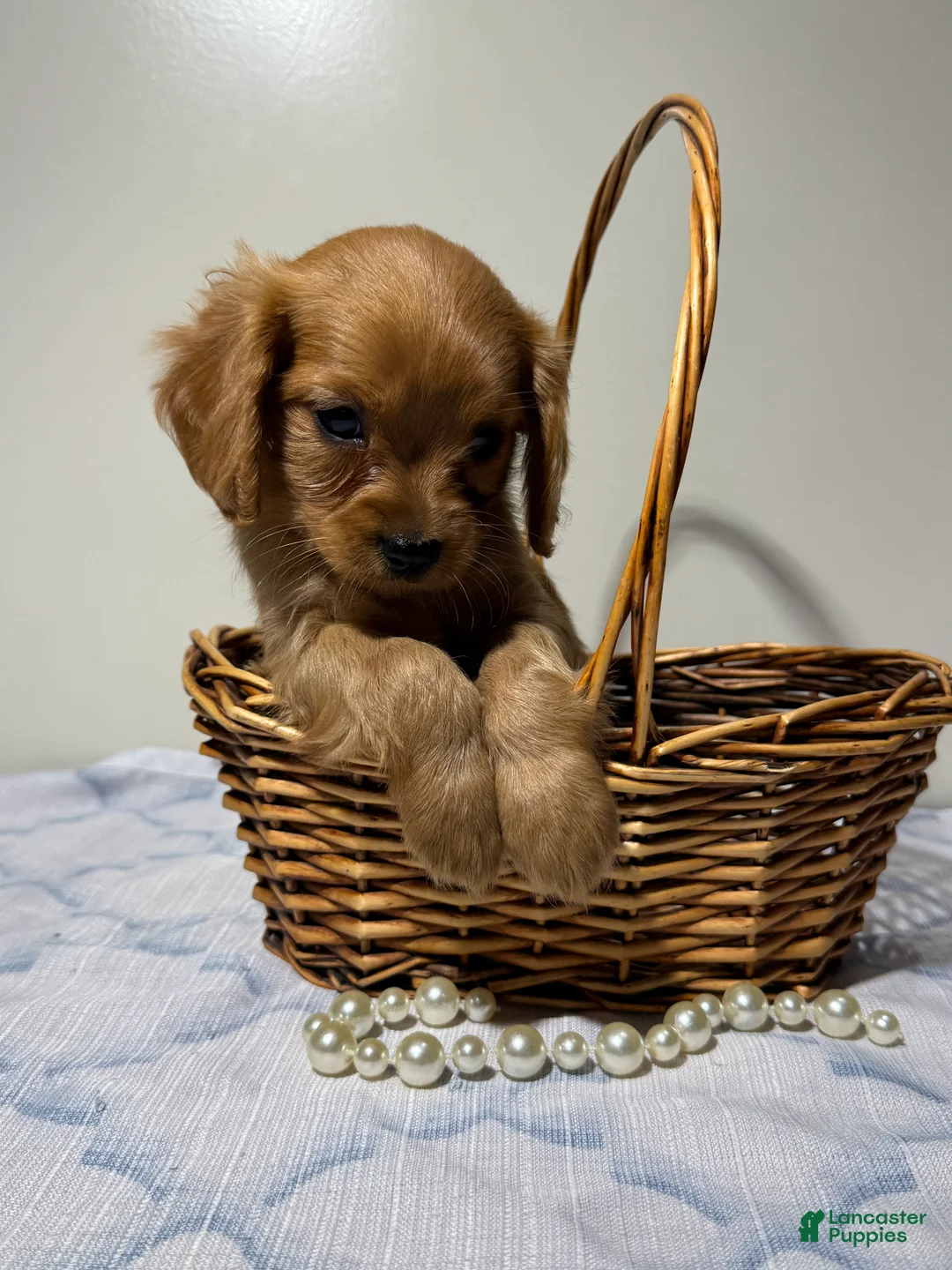Cavapoo dogs for sale: Scott Cavapoo  - Ad 1
