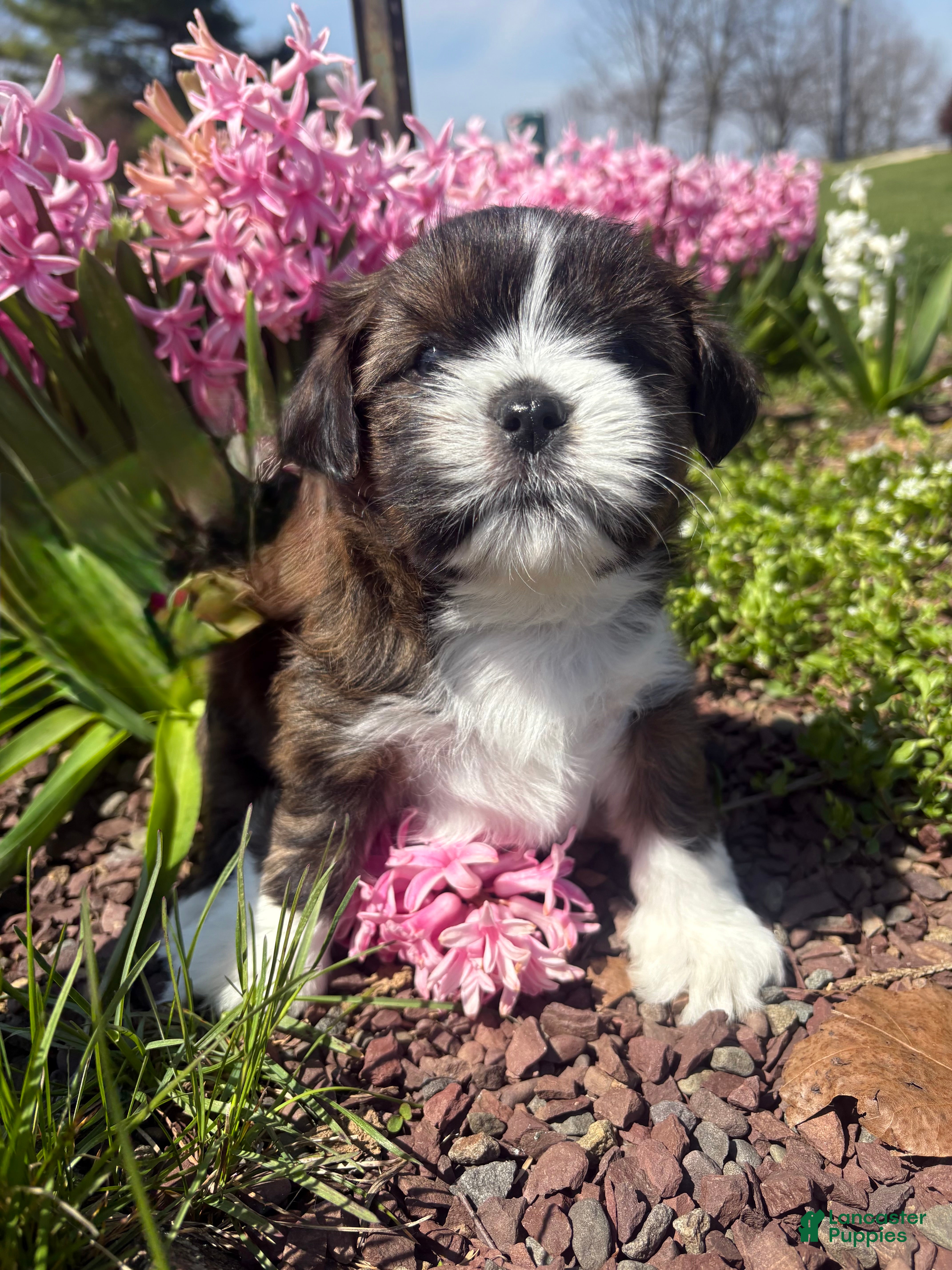 Mixed Breed dogs Mocha  - Ad 5