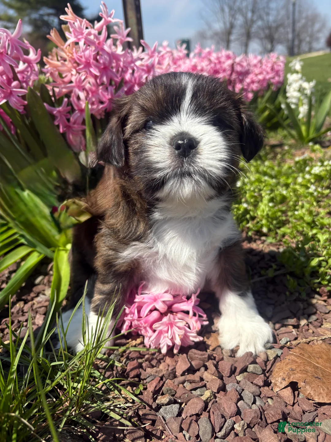 Mixed Breed dogs for sale: Mocha  - Ad 1