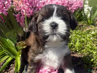 Mixed Breed dogs Mocha - Ad 5