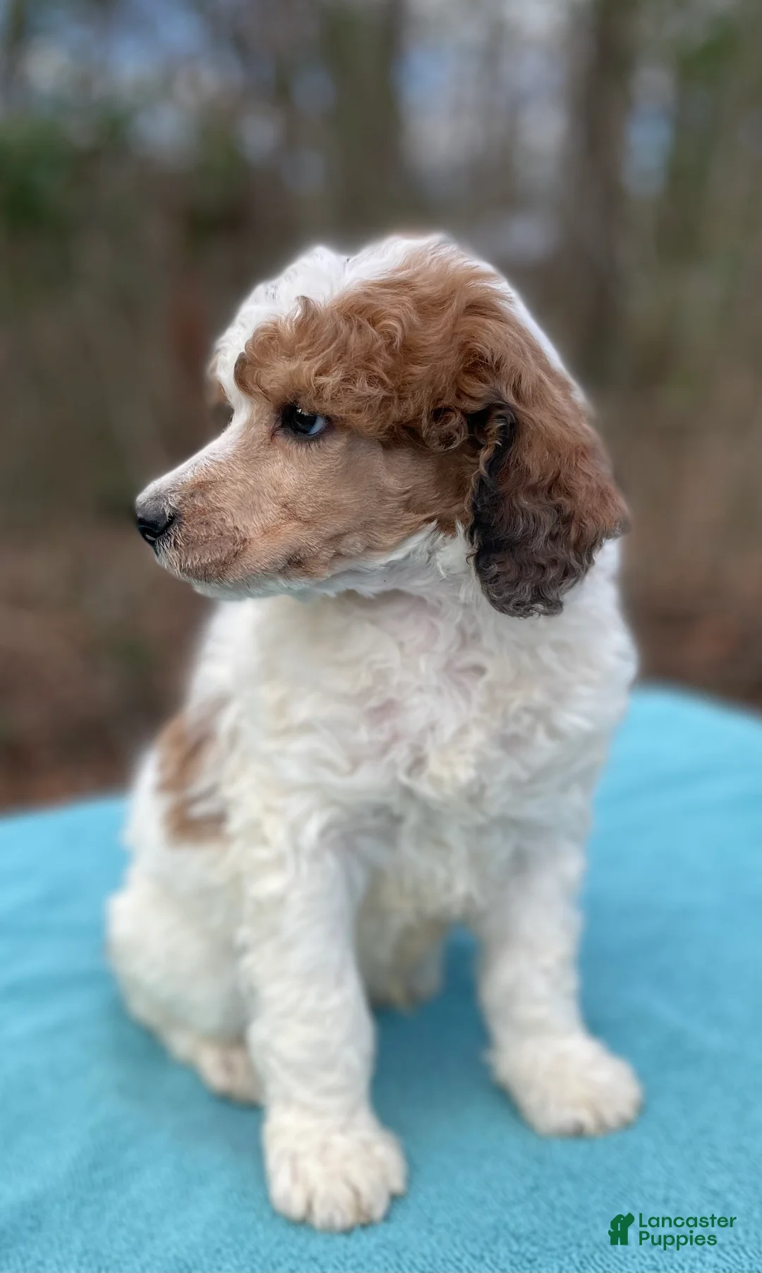 Standard Poodle dogs for sale: Manny - Ad 3