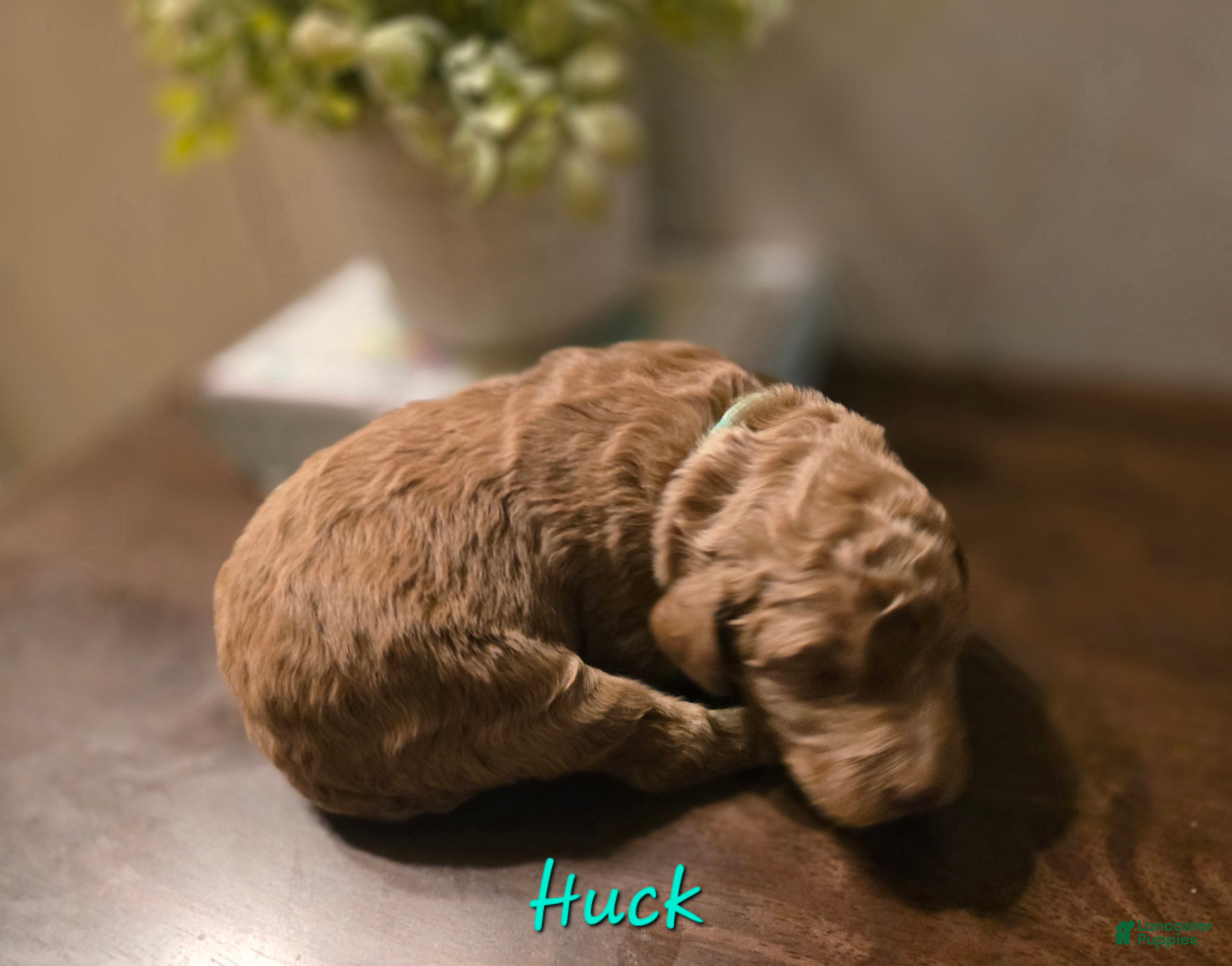 Goldendoodle dogs Goldendoodle Puppy 2 - Ad 23