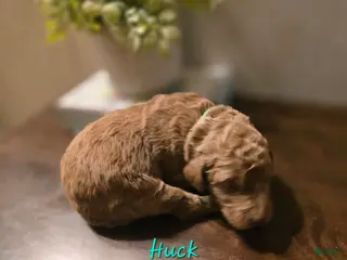 Goldendoodle dogs Goldendoodle Puppy 2 - Ad 23