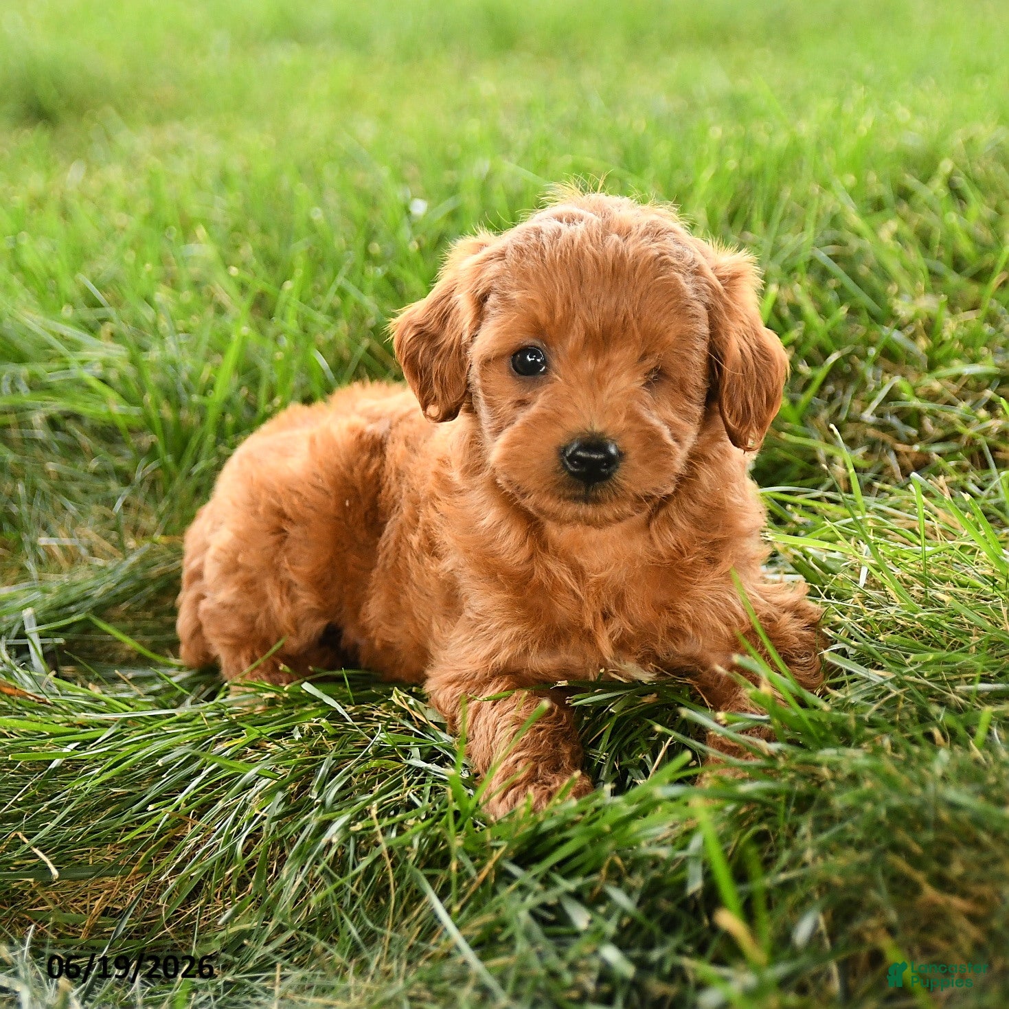 Mini Goldendoodle dogs Felicity - Ad 2