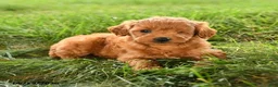 Mini Goldendoodle dogs for sale: Felicity - Ad 2