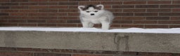 Pomsky dogs for sale: Lexi - Ad 4