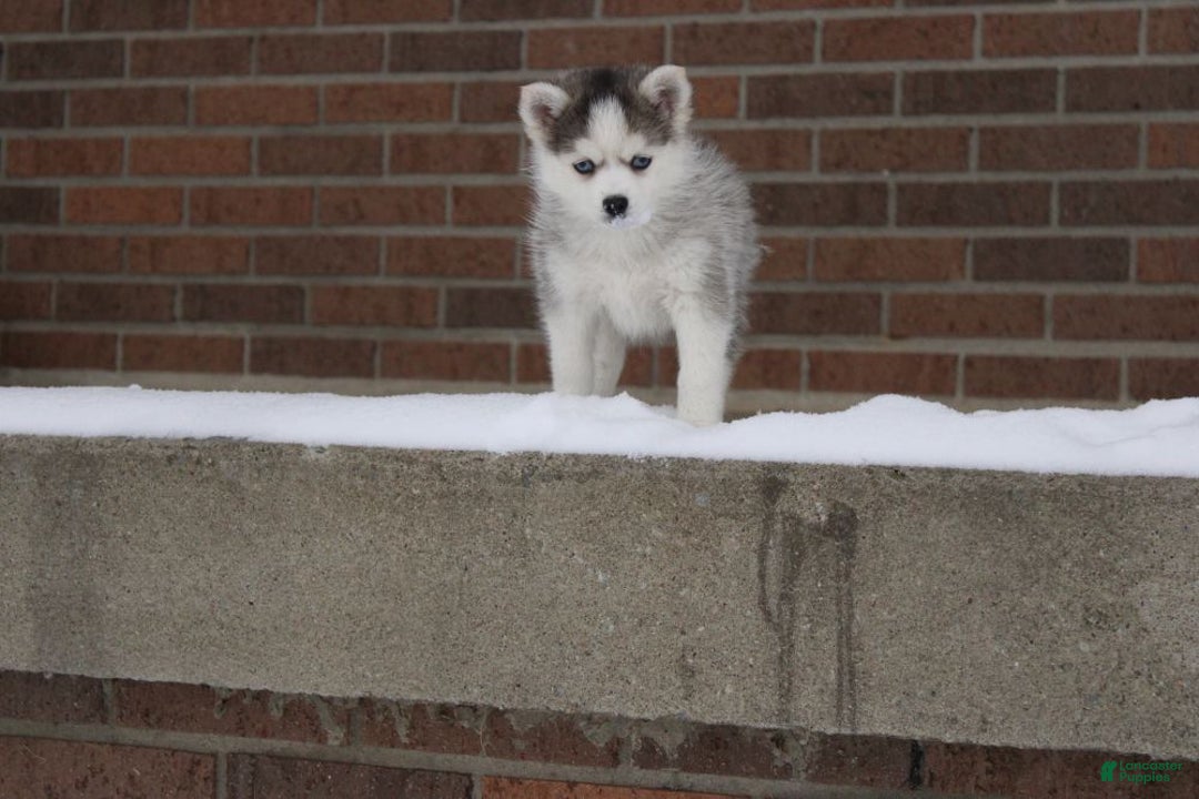 Pomsky dogs for sale: Lexi - Ad 4