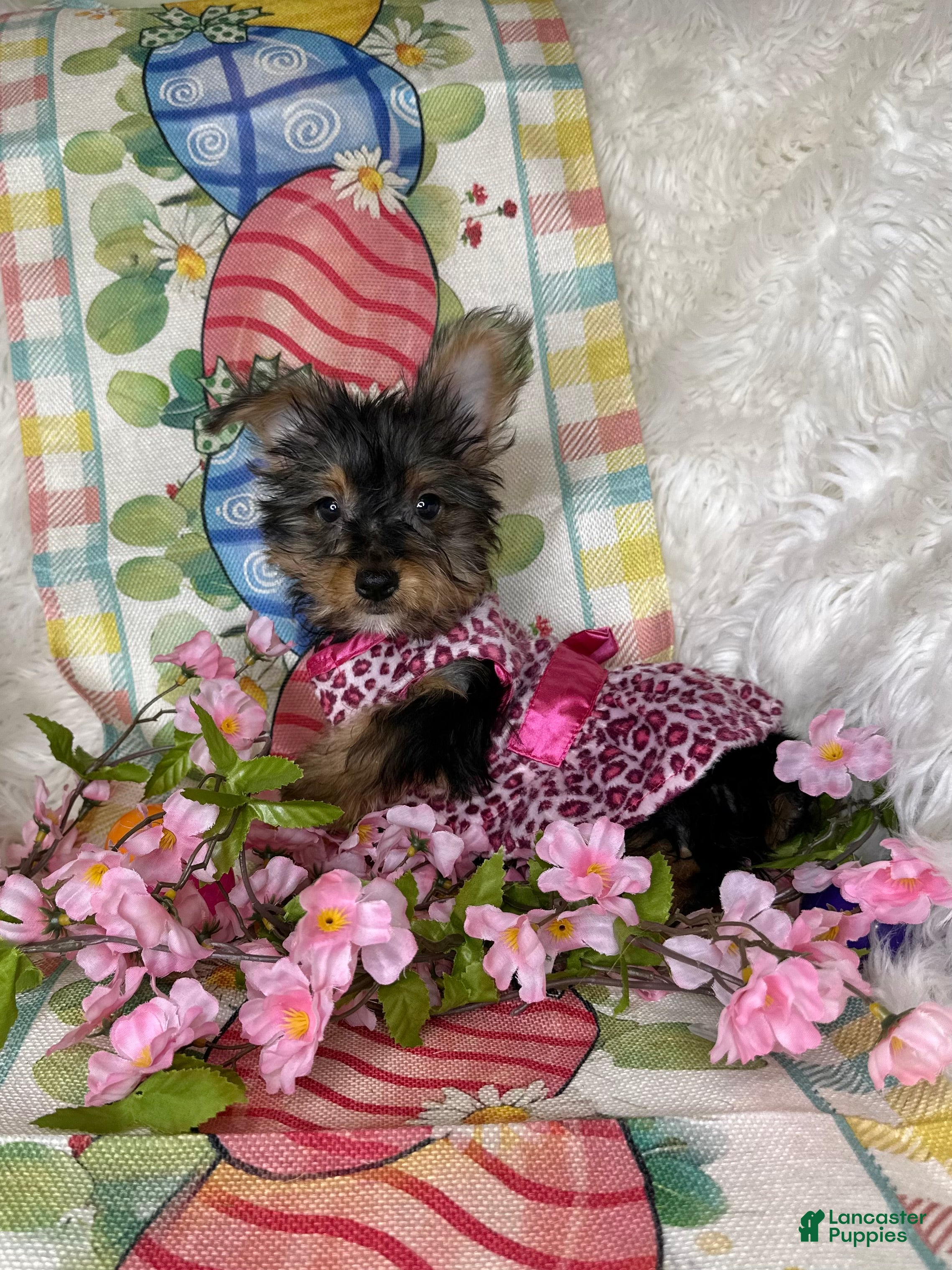 Yorkshire Terrier dogs Bloom🌸 - Ad 25