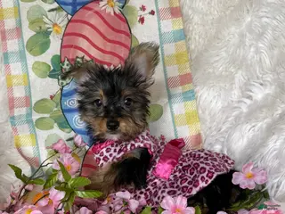 Yorkshire Terrier dogs Bloom🌸 - Ad 25