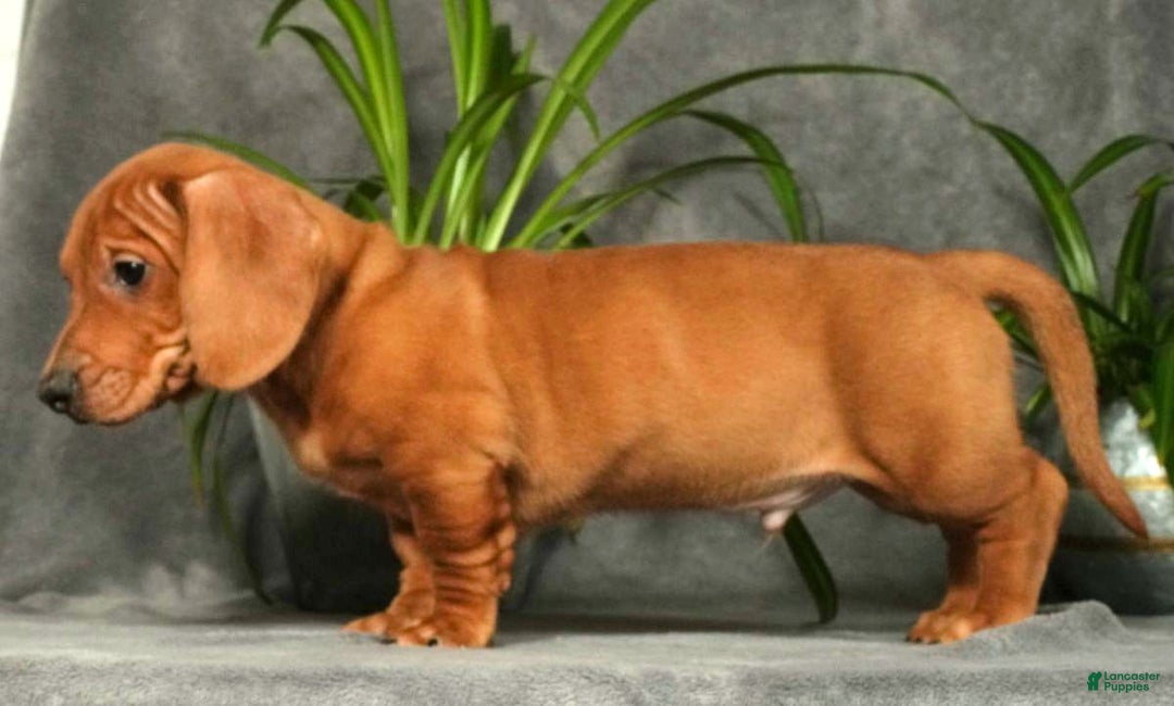 Miniature Dachshund dogs for sale: Sage - Ad 3