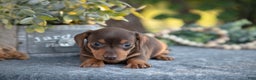 Miniature Dachshund dogs for sale: Bitsy - Ad 2
