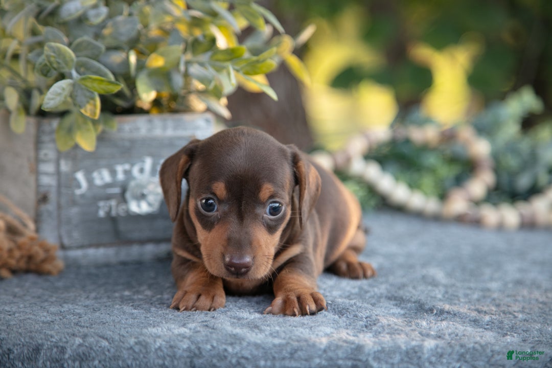 Miniature Dachshund dogs for sale: Bitsy - Ad 2