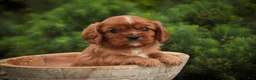 Cavalier King Charles Spaniel dogs for sale: Augie Cavalier King Charles Spaniel  - Ad 7