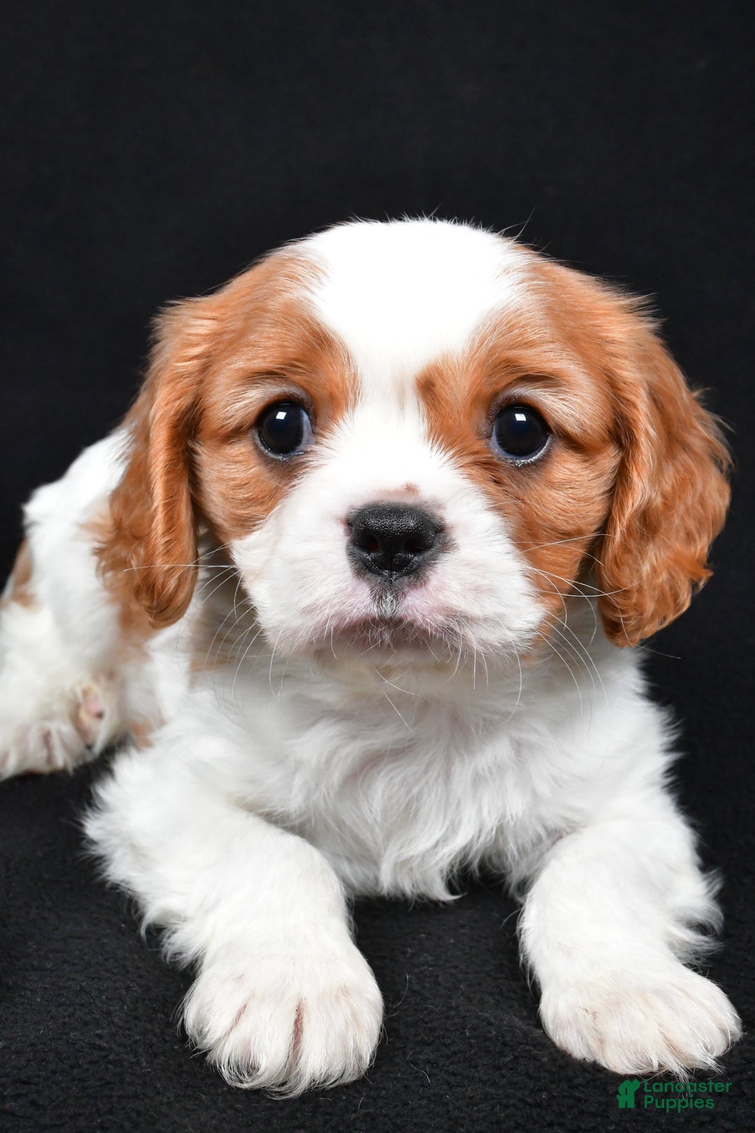 Cavalier King Charles Spaniel dogs for sale: Patrick - Ad 2