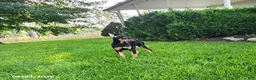 Doberman Pinscher dogs for sale: Kash - Ad 8