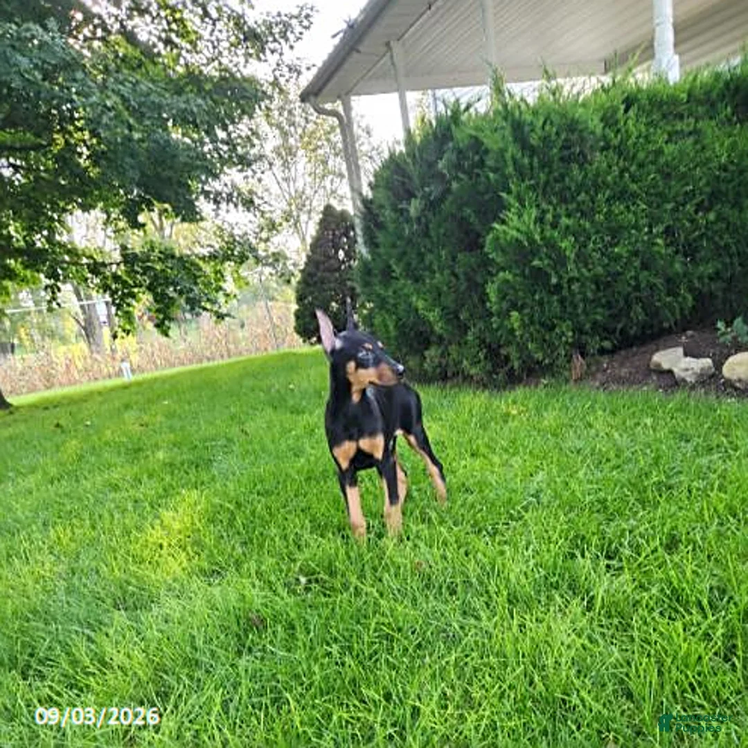 Doberman Pinscher dogs for sale: Kash - Ad 8