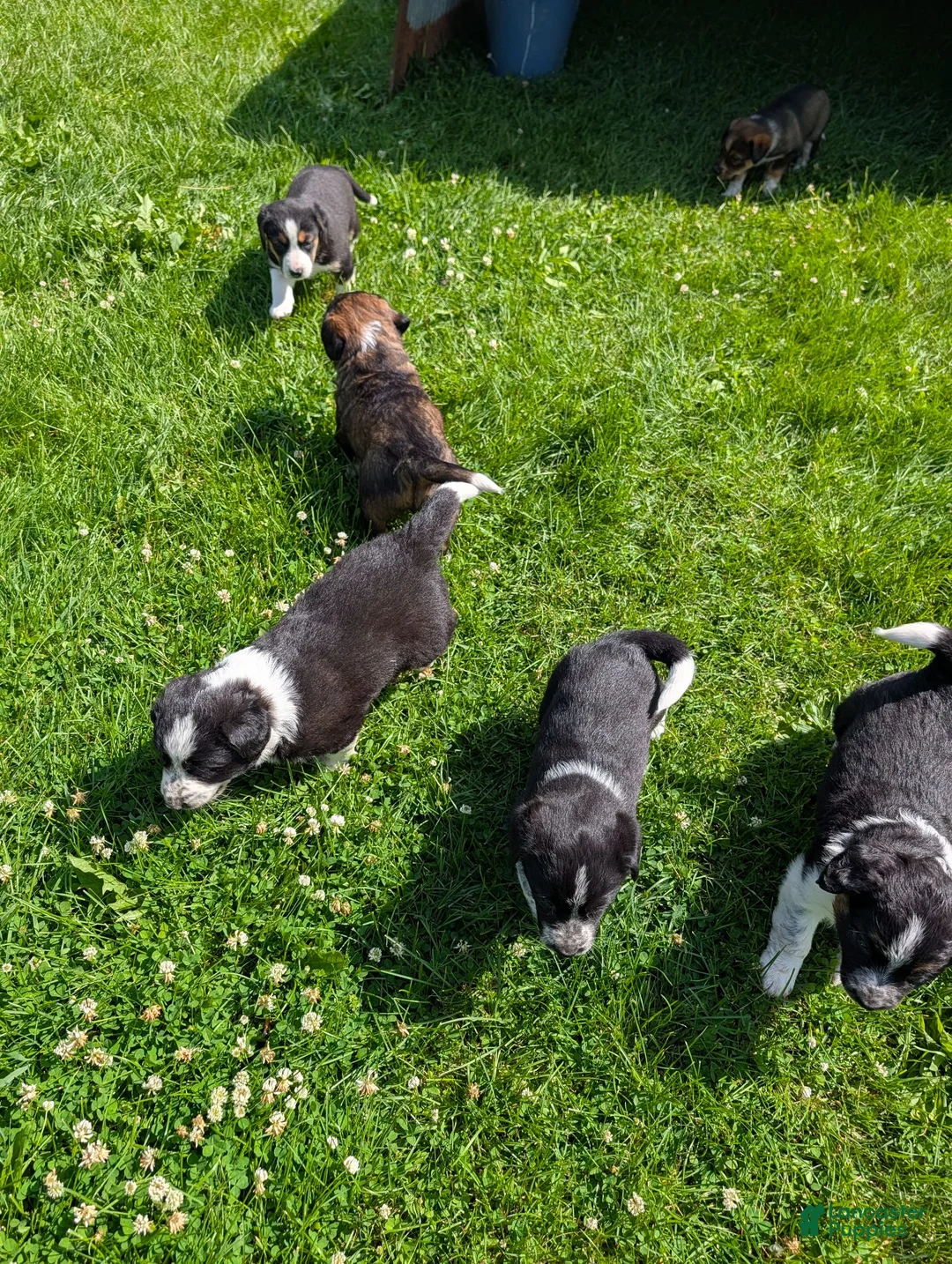 Mixed Breed dogs for sale: Buster  - Ad 5