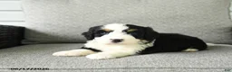 Bernedoodle dogs for sale: Sara  - Ad 4