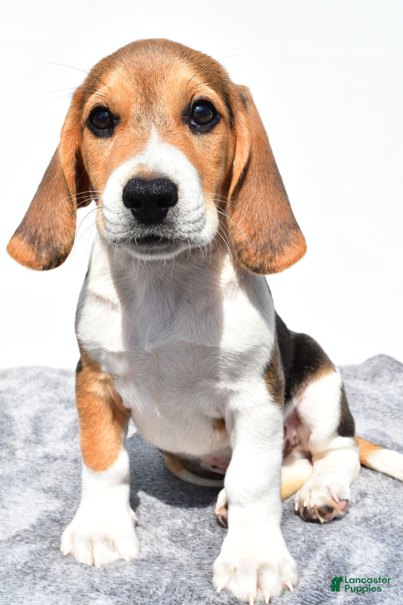 Beagle dogs Marty - Ad 1