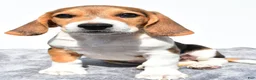 Beagle dogs for sale: Marty - Ad 1